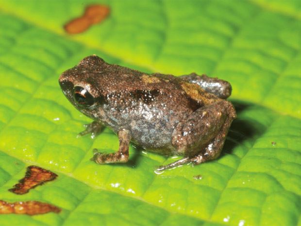 Biodiversidade: Rã de 7,7 milímetros é o vertebrado mais pequeno do mundo